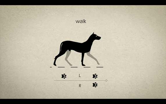 ویدیو رفرنس راه رفتن حیوانات برای انیماتور ها