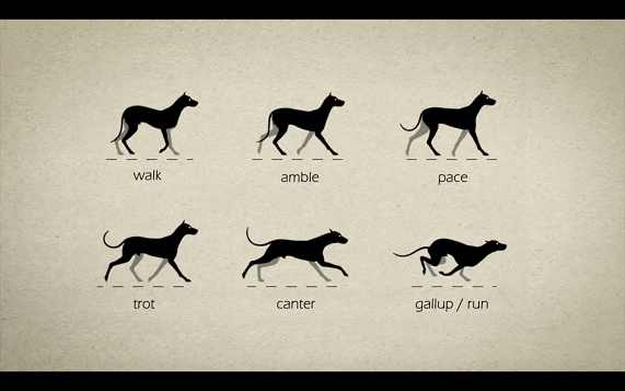 ویدیو رفرنس راه رفتن حیوانات برای انیماتور ها