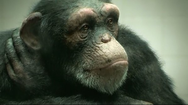 شامپانزه تمام دیجیتالی 